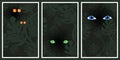 The eyes of different creatures in the night - wall art vector set