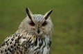 Eyes of an eagle owl Royalty Free Stock Photo