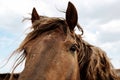 Close up upper muzzle face of beautiful brown horse