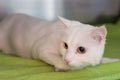 Turkish angora cat on green carpet after haircut