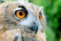 Eyes and face of a young owl