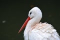 Stork in the rain