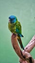 Looks very fierce, blue little parrot