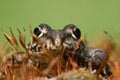 Eyes of frog Royalty Free Stock Photo