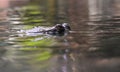 Gharial Crocodile Eyes Peaking Out of the Water Royalty Free Stock Photo