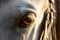 The eyes of a gray horse. Macro view. Details