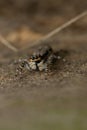 Eyes of grey wall jumper, Menemerus bivitattus