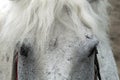 Eyes have a white horse located on the sides Royalty Free Stock Photo