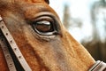 Eyes of a horse close up