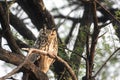 Eyes of Indian Eagle owl