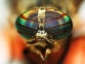 Eyes of an insect. horse fly head closeup Royalty Free Stock Photo