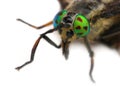 Eyes of an insect. Portrait Gadfly. Hybomitra Royalty Free Stock Photo