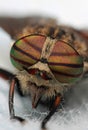 Eyes of an insect. Portrait Gadfly. Hybomitra Royalty Free Stock Photo