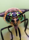 Eyes of an insect. Portrait Gadfly. Hybomitra Royalty Free Stock Photo