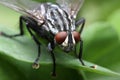 Eyes of an insect. Portrait Gadfly. Hybomitra Royalty Free Stock Photo