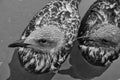 Eyes left a pair of Seaguls  covered in some sort of sludge Royalty Free Stock Photo