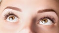 Eyes with long eyelashes. Classic 1D, 2D eyelash extensions and light brown eyebrow close up. Eyelash extensions, lamination,