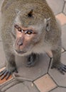 Eyes of monkey Royalty Free Stock Photo