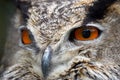 Eyes owl