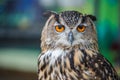 The eyes of owl. Royalty Free Stock Photo