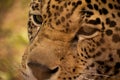 Eyes of a predator - Jaguar Royalty Free Stock Photo