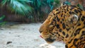 Eyes of the Predator: Mesmerizing Close-up of a Tiger Looking Left Royalty Free Stock Photo