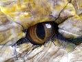 Eyes of pythons (Malayopython reticulatus) up close