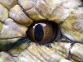 Eyes of pythons (Malayopython reticulatus) up close