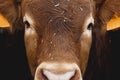 Eyes red cow, close-up. Big beautiful limousin bull cow head closeup. Cattle breeding Royalty Free Stock Photo