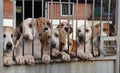 Eyes right. Foxhounds waiting at the gate. Royalty Free Stock Photo