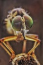 Eyes robberfly is beautiful Royalty Free Stock Photo