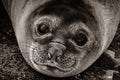Southern baby Elephant seal Royalty Free Stock Photo