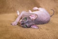 Eyes of the sphinx cat Royalty Free Stock Photo