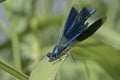 Eyes staring Banded Demoiselle Royalty Free Stock Photo