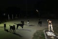 eyes of stray dog in night time, they are waiting food Royalty Free Stock Photo