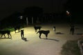 eyes of stray dog in night time, they are waiting food Royalty Free Stock Photo