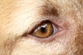 The eyes of Thai bangkaew dog