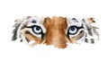 Eyes of the Tiger, face, portrite. muzzle illustration isolated on white background Royalty Free Stock Photo