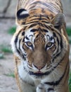 The Eyes of the Tiger Royalty Free Stock Photo