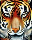 Eyes of the Tiger, power and strenght
