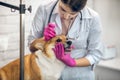 Vet doctor dropping eye drop to dogs eyes