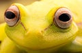 Eyes of tropical tree frog Royalty Free Stock Photo