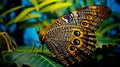 Eyes of the Tropics: Caligo Atreus Butterfly with Unique Wing Patterns Royalty Free Stock Photo