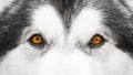 Eyes of a wolf Royalty Free Stock Photo