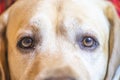 eyes of yellow Labrador closeup. loyalty, friendship Royalty Free Stock Photo