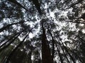 Eyeshot Point Of View for Pine Woods Royalty Free Stock Photo