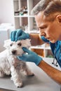 Eyesight it is important. Male middle-aged vet in work uniform checking eyes of a small cute dog in veterinary clinic. Royalty Free Stock Photo