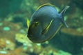 Eyestriped surgeonfish Royalty Free Stock Photo