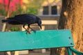 Eying its disturbingly delicious bounty, a cannibalistic black crow carries fried chicken in its talon, on a park bench.