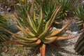 Eze, France - June 17, 2021 - the Exotic, Subtropical and Mediterranean garden in the sunny spring afternoon